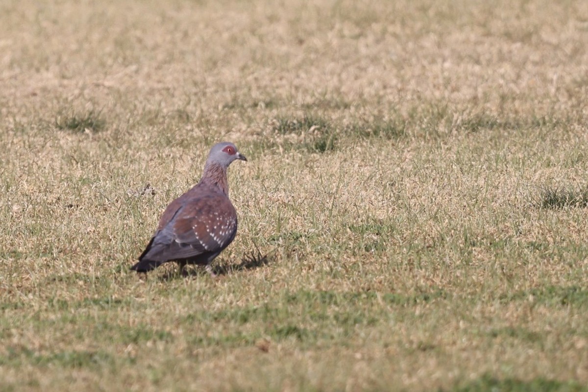 Speckled Pigeon - ML623530019