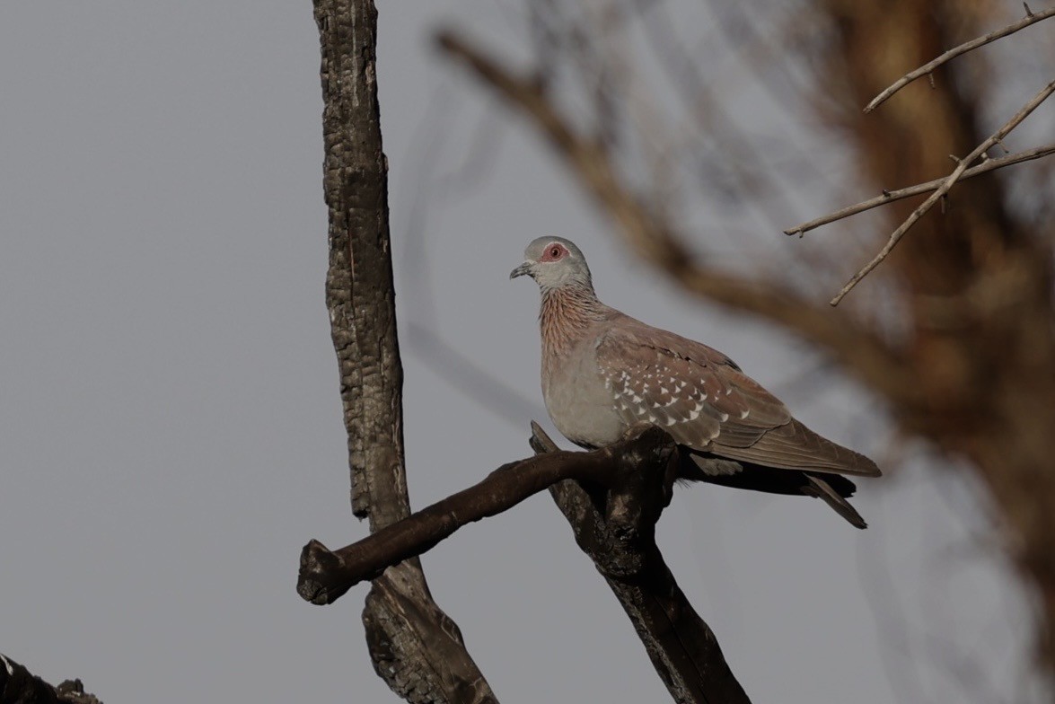 Speckled Pigeon - ML623530020