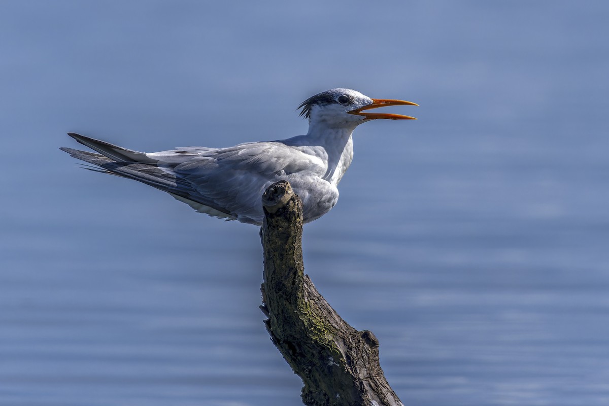 Royal Tern - ML623530052