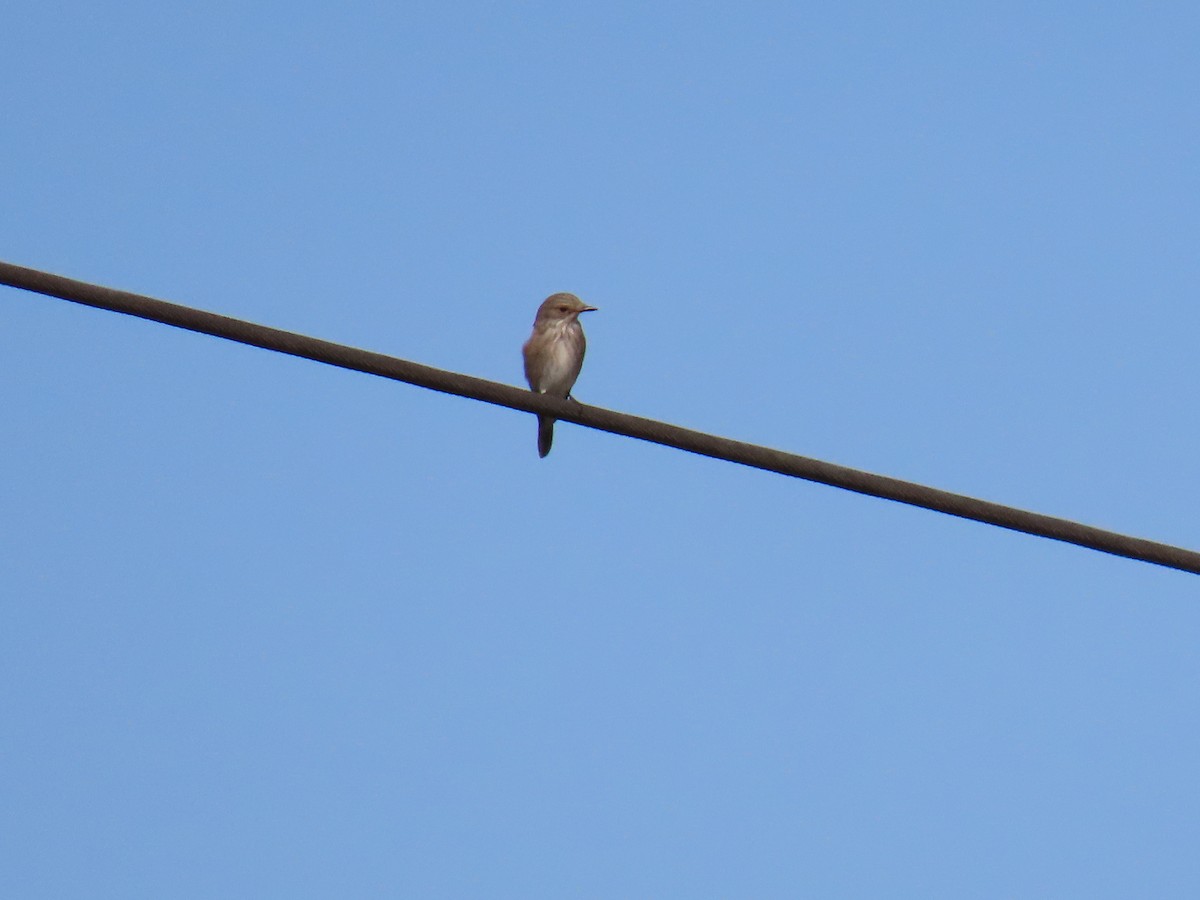 Spotted Flycatcher - ML623530056