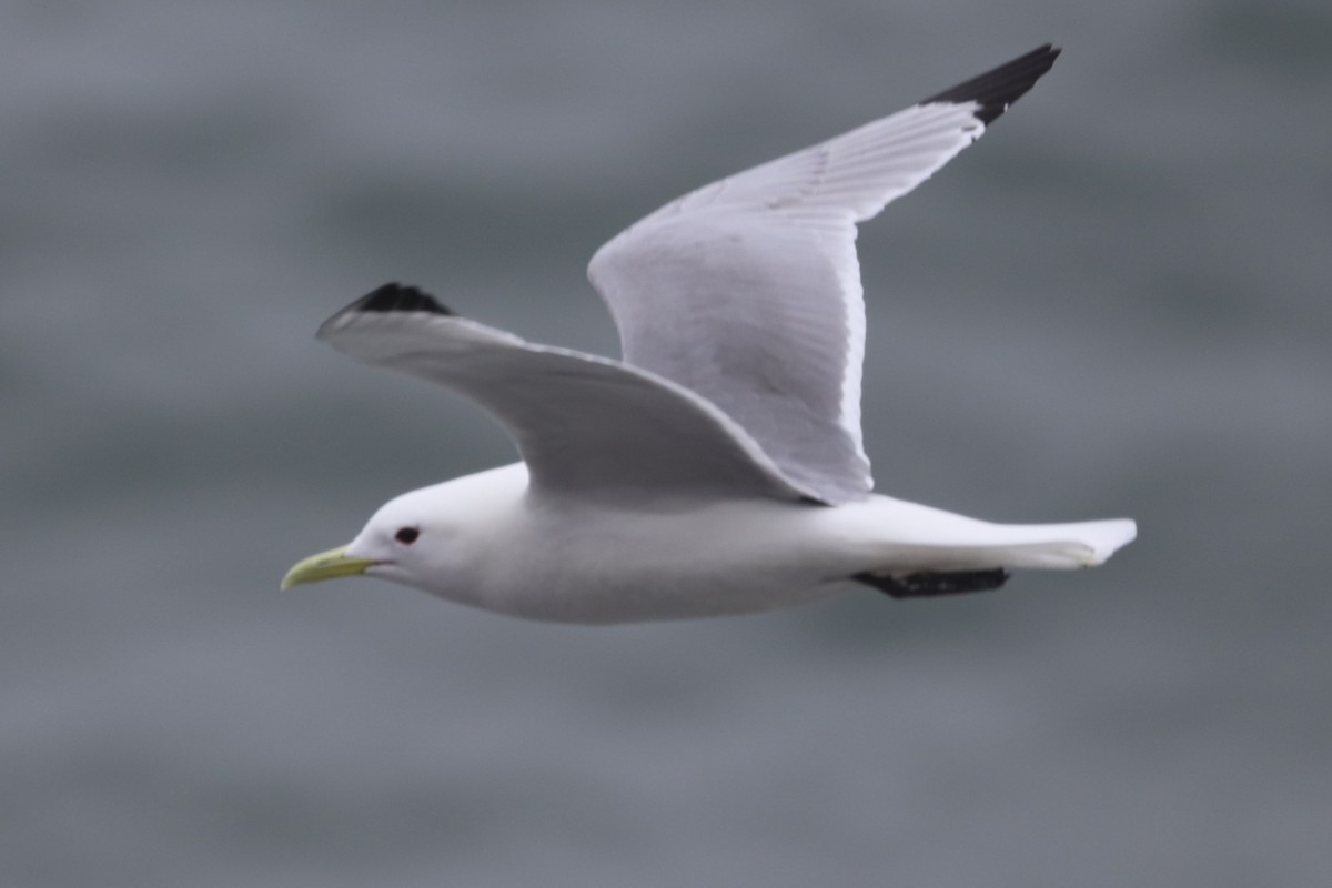 Black-legged Kittiwake - Eugene Keferl