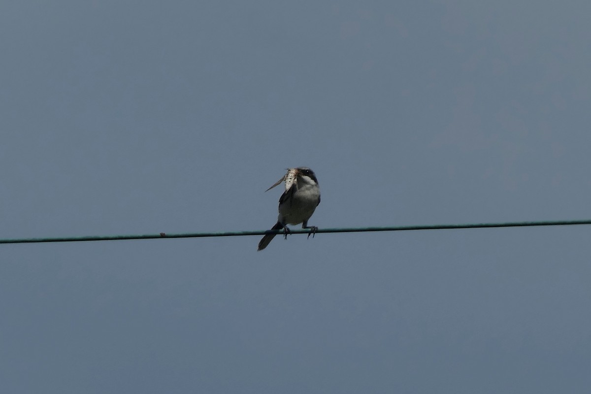 Loggerhead Shrike - ML623530097