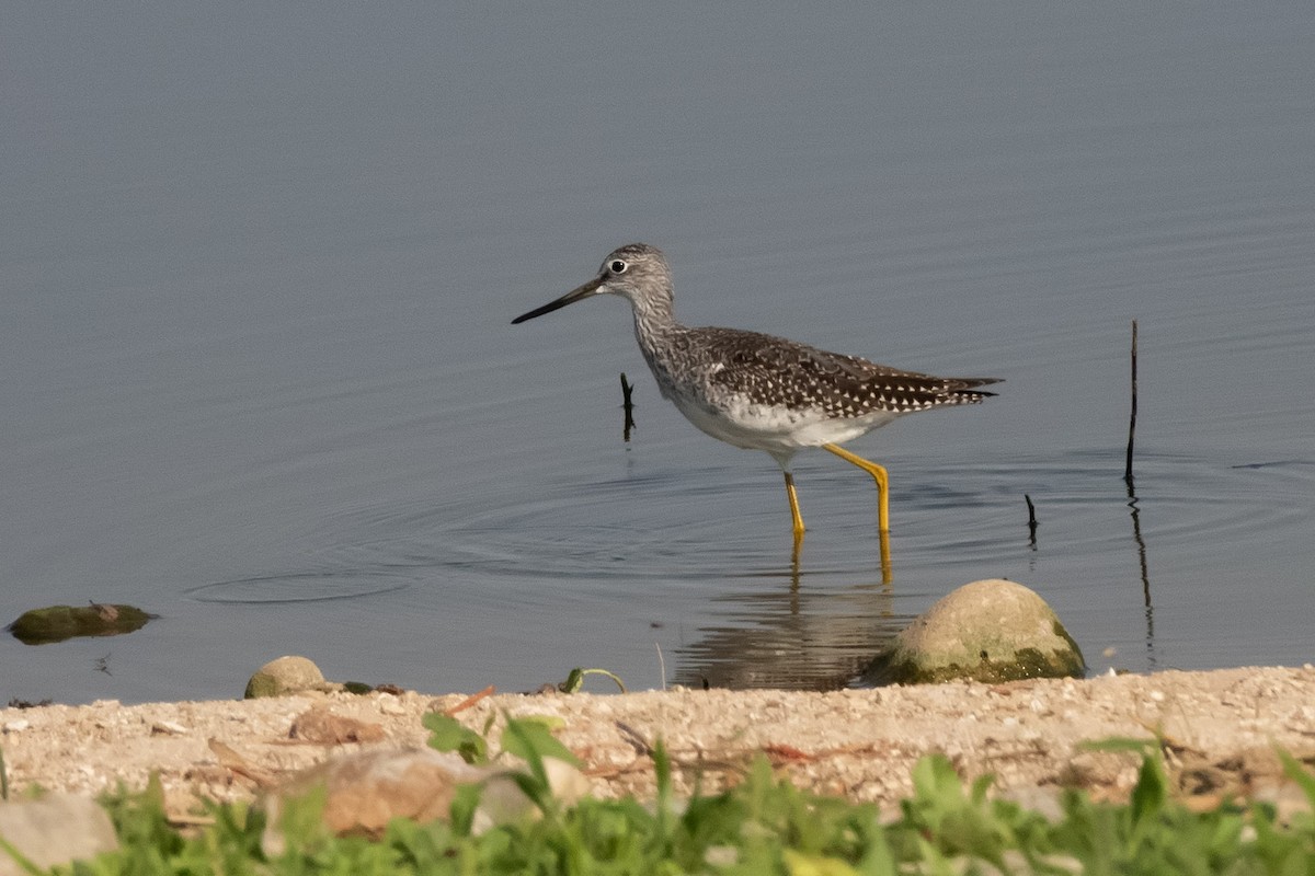 Grand Chevalier - ML623530131