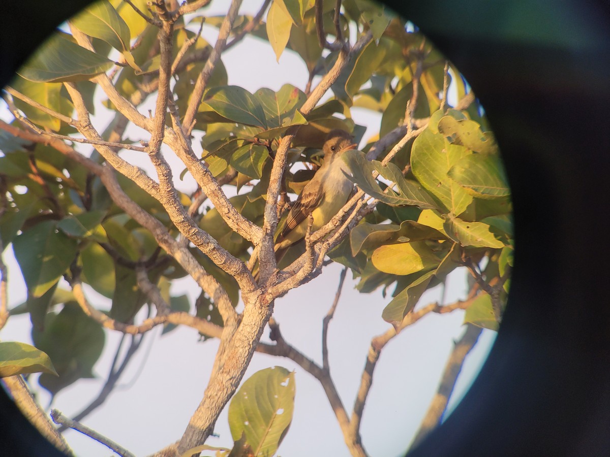 Swainson's Flycatcher - ML623530150