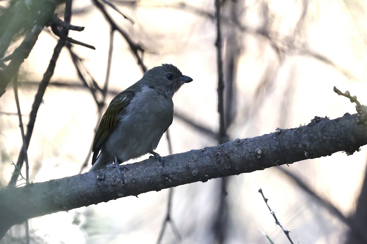 Lesser Honeyguide - Victor Stoll