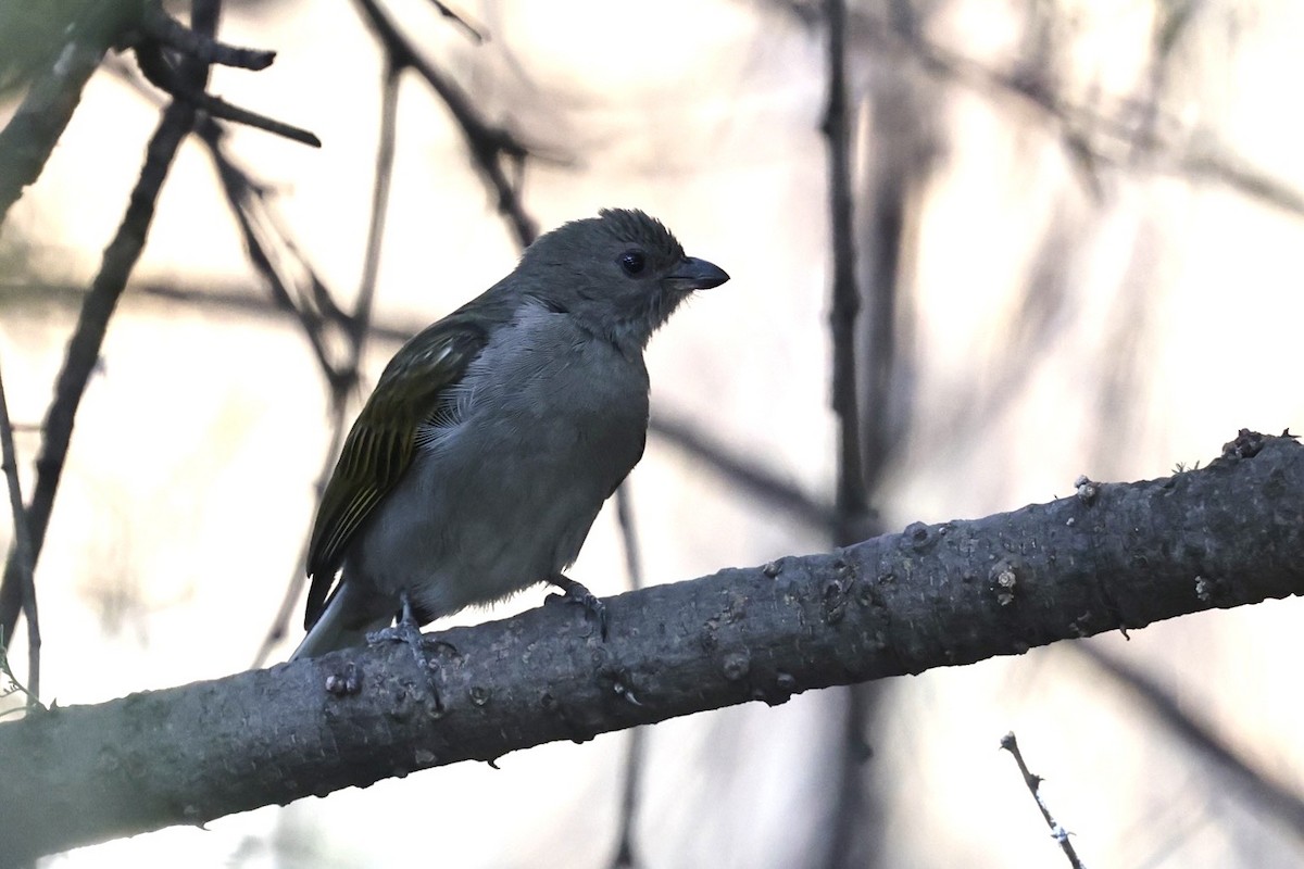 Lesser Honeyguide - ML623530162