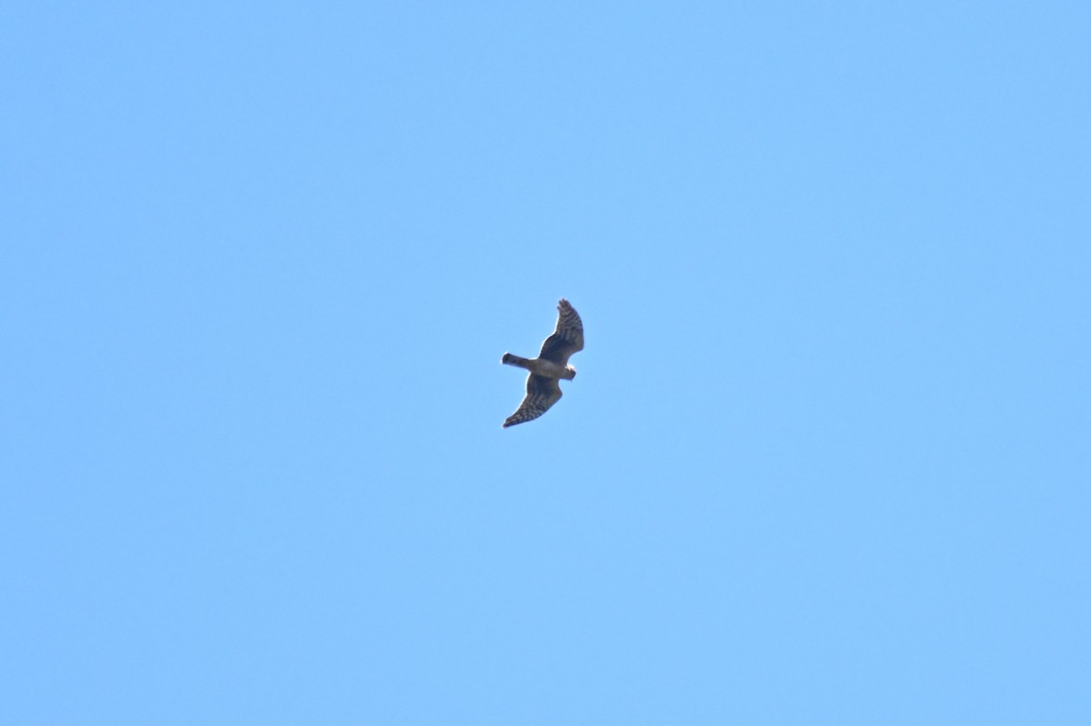 Northern Harrier - ML623530163