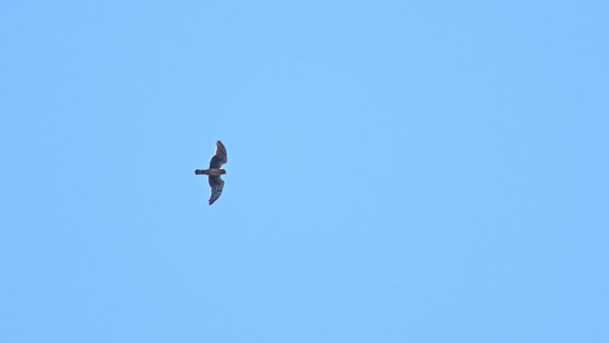 Northern Harrier - ML623530164