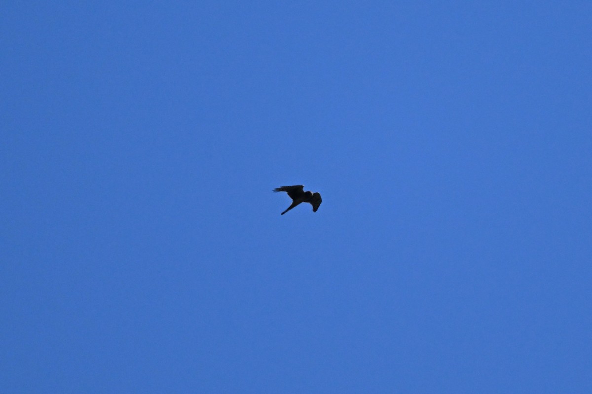 Northern Harrier - ML623530165