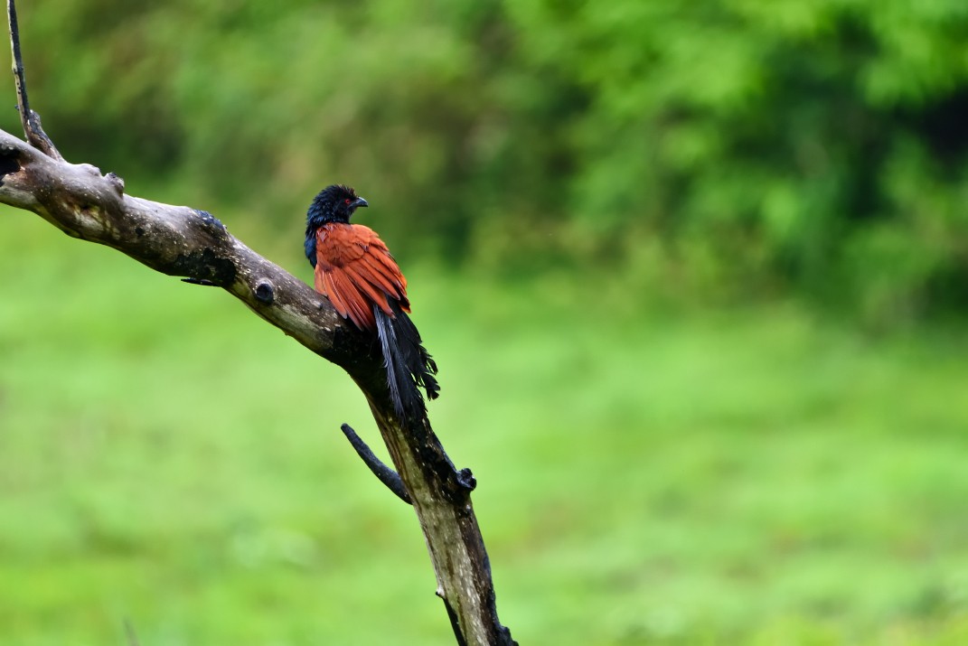 Greater Coucal - ML623530166