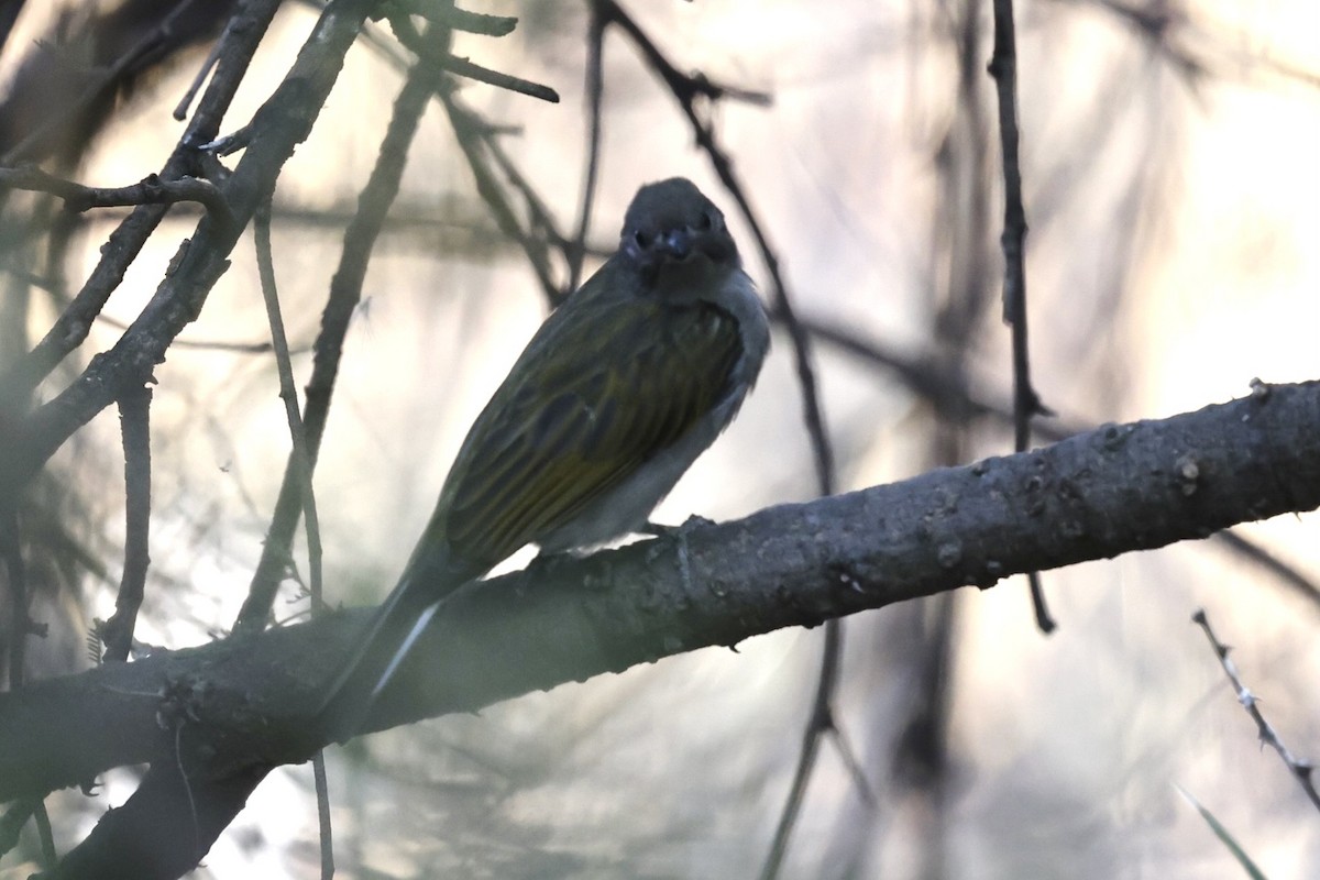 Lesser Honeyguide - ML623530172