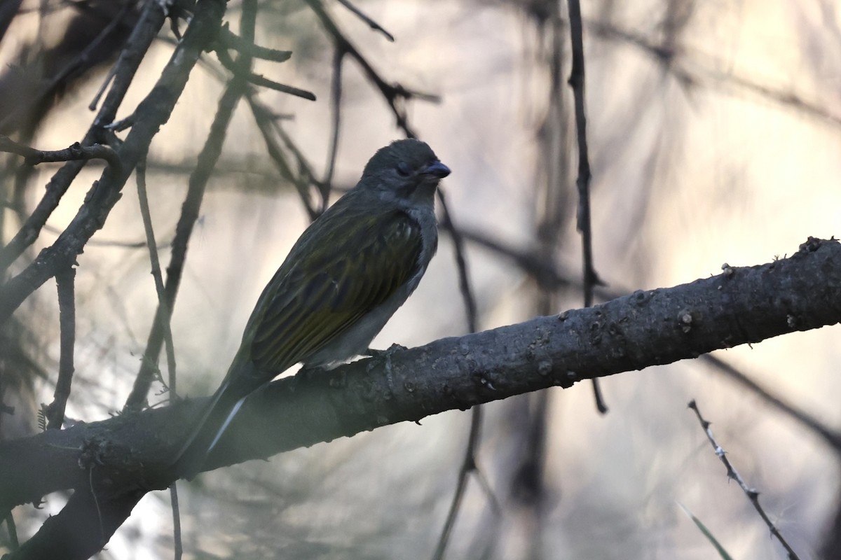 Lesser Honeyguide - ML623530173