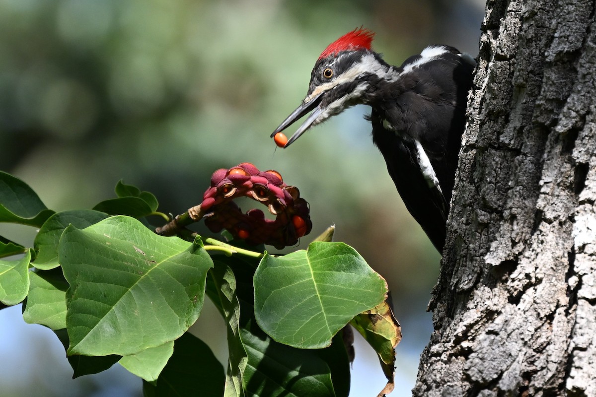 Pileated Woodpecker - ML623530175