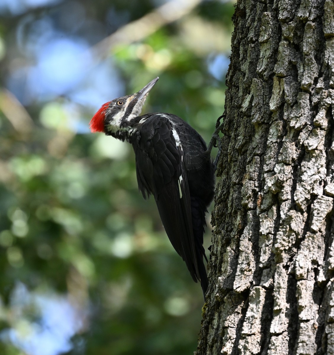 Pileated Woodpecker - ML623530176