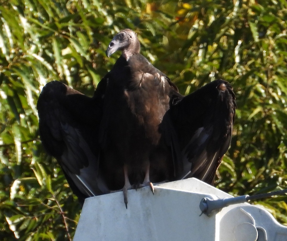 Turkey Vulture - ML623530194