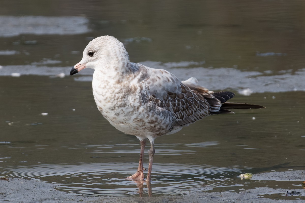 Ring-billed Gull - ML623530225