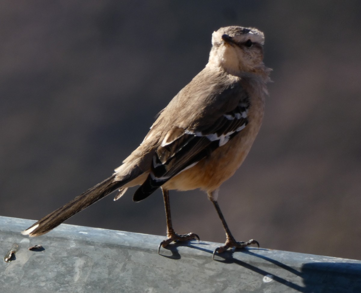 Patagonian Mockingbird - Carolina  Tosta Mayoral