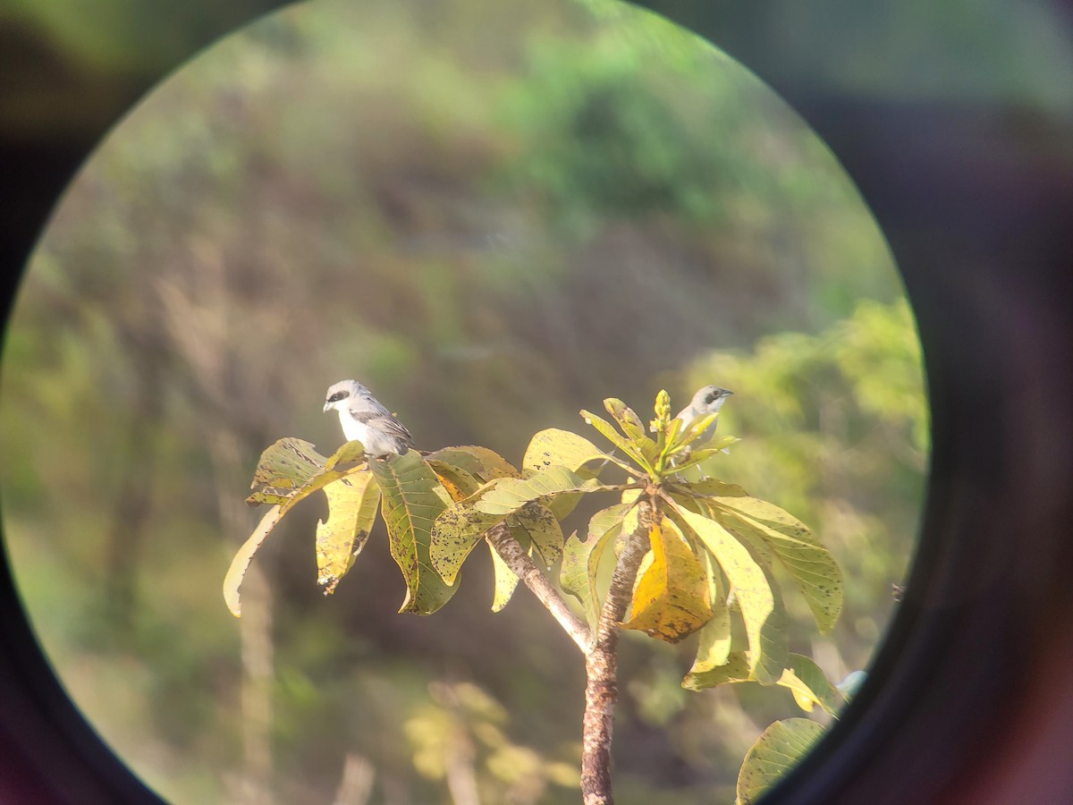 White-banded Tanager - ML623530231