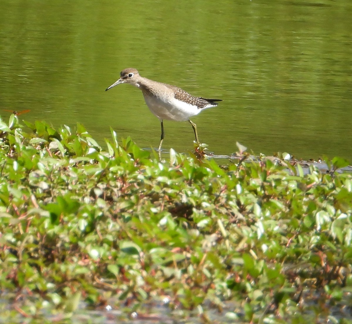 Solitary Sandpiper - ML623530247