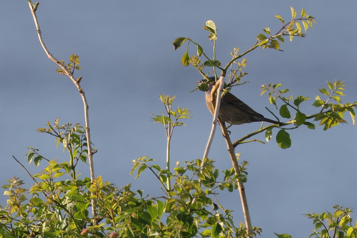 Blue Grosbeak - ML623530249