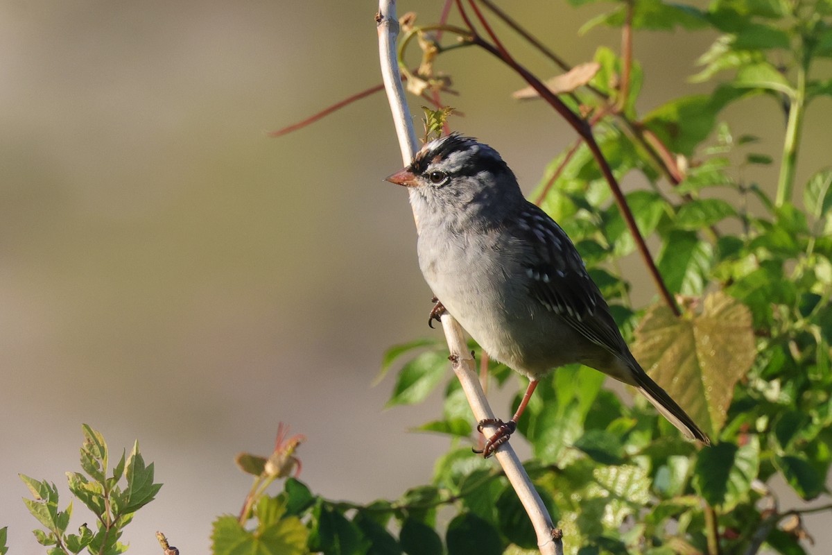 White-crowned Sparrow (Dark-lored) - ML623530272