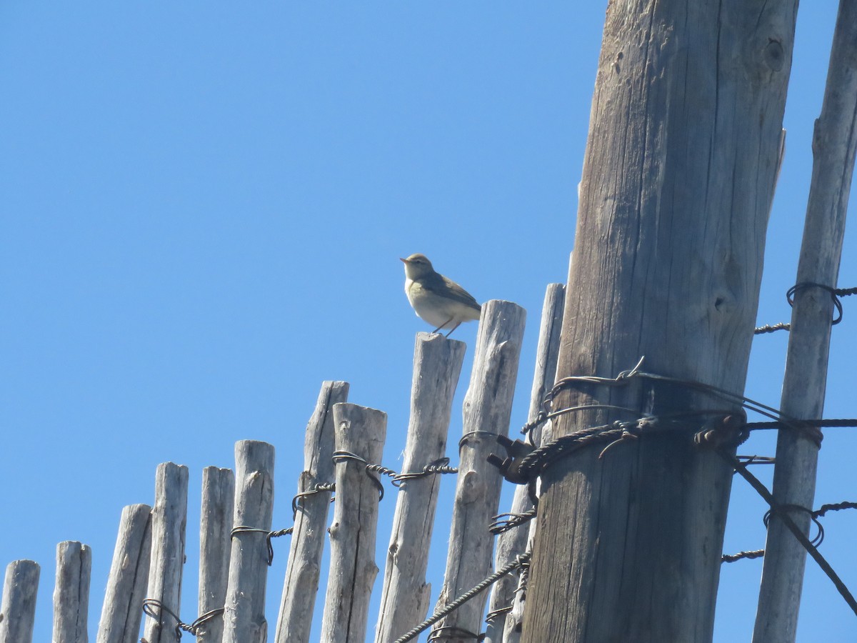 Melodious Warbler - ML623530281