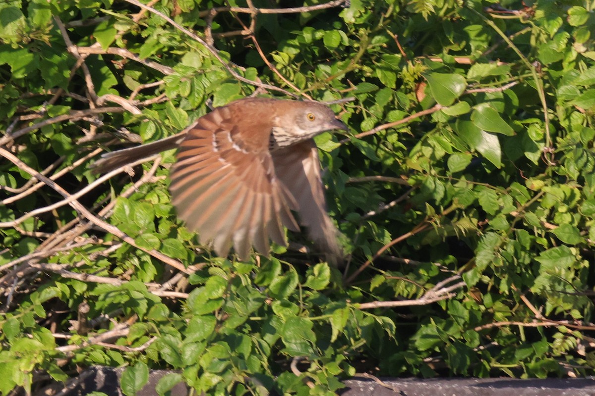 Brown Thrasher - ML623530331