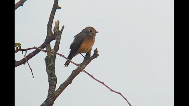 Common Redstart (Common) - ML623530332