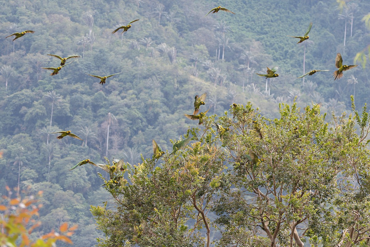 Yellow-eared Parrot - ML623530333