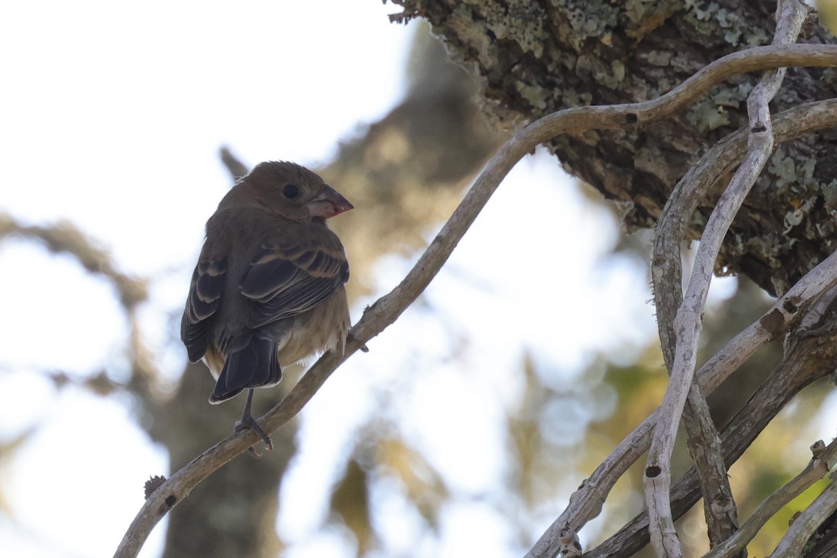 Blue Grosbeak - ML623530368