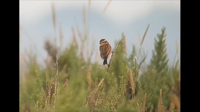 Whinchat - ML623530370
