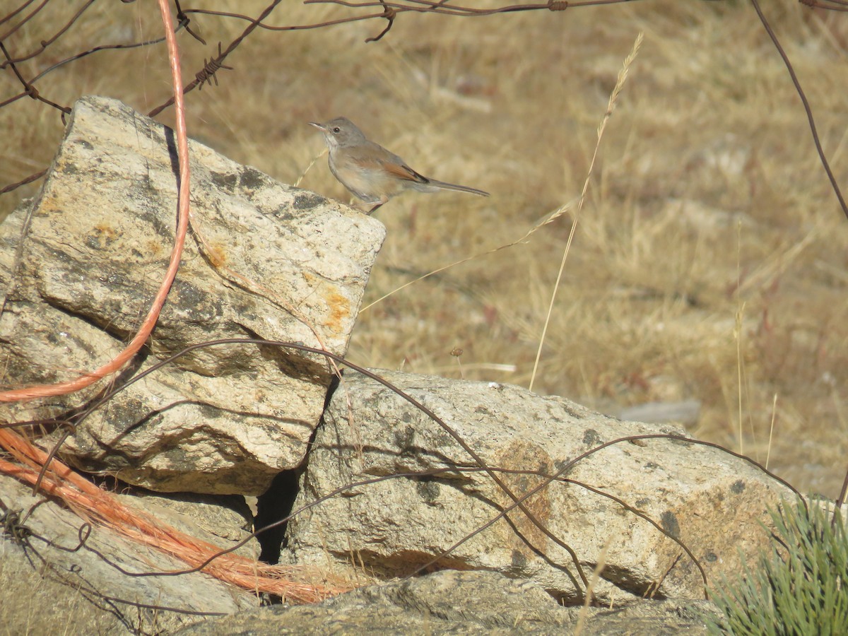 Spectacled Warbler - Jose Antonio Garcia