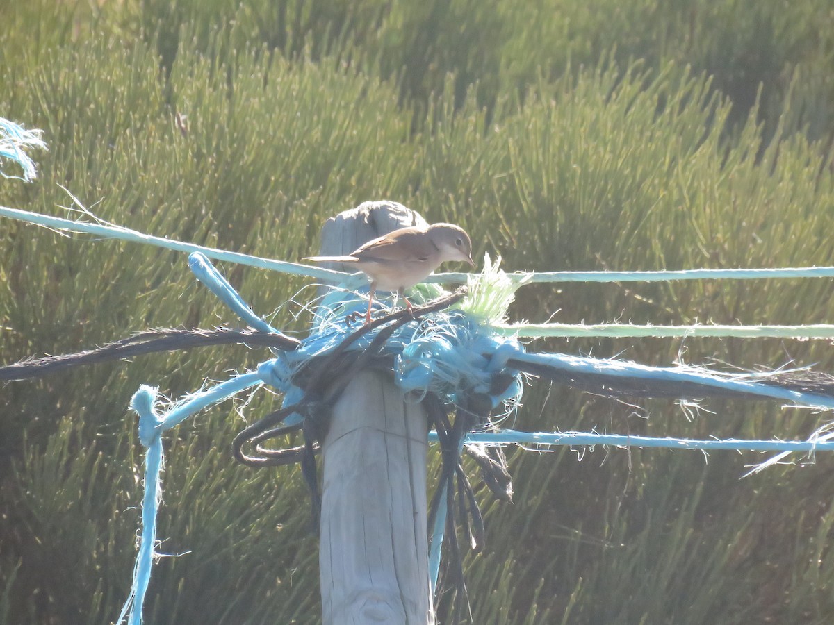 Spectacled Warbler - ML623530414