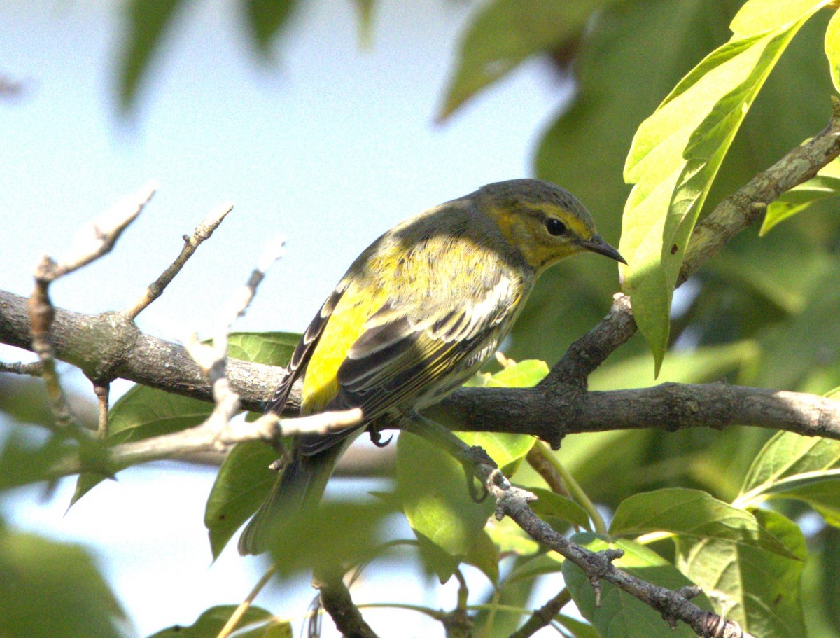 Cape May Warbler - ML623530429