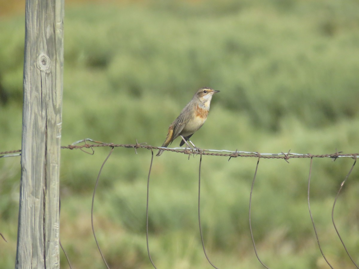 Bluethroat - ML623530446