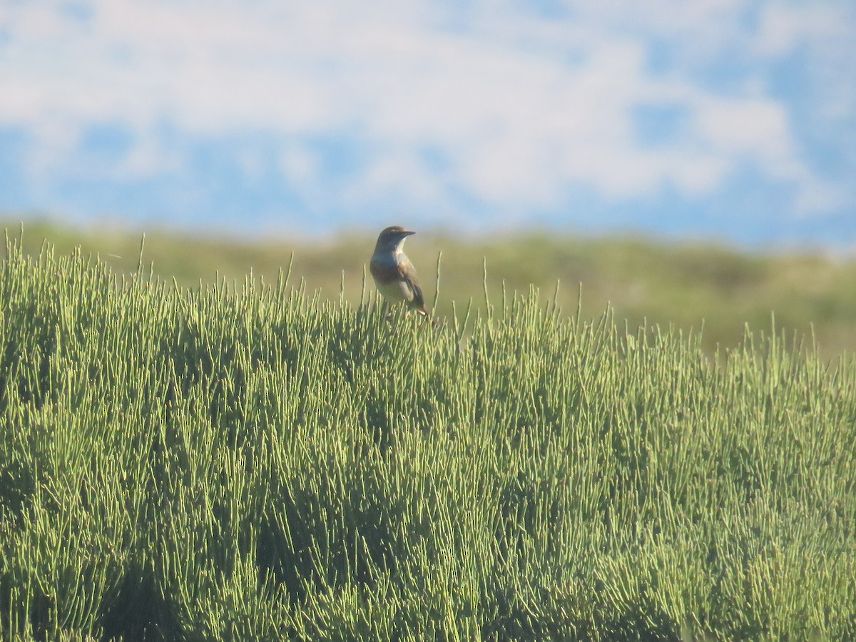 Bluethroat - ML623530449