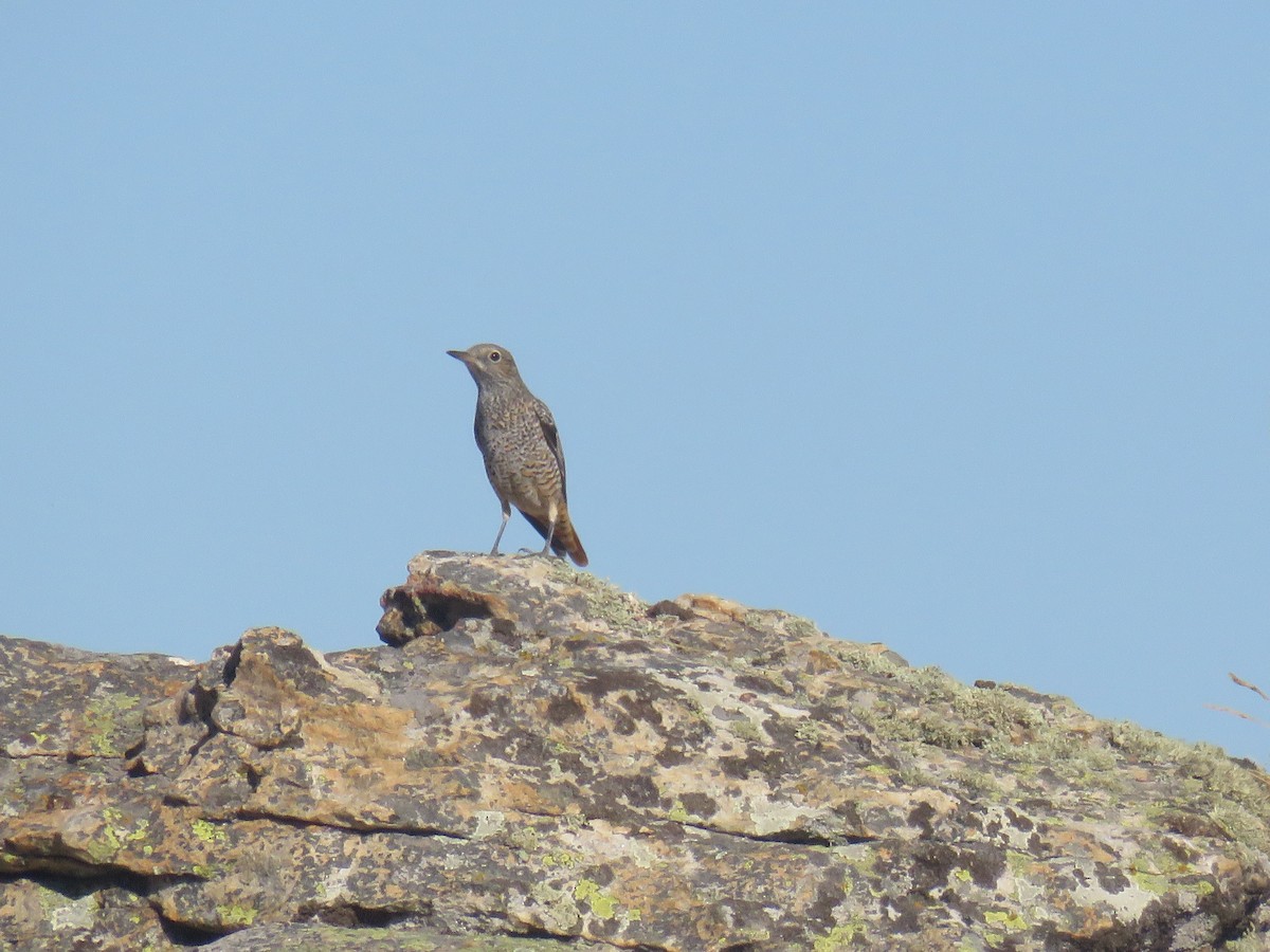 Rufous-tailed Rock-Thrush - ML623530469