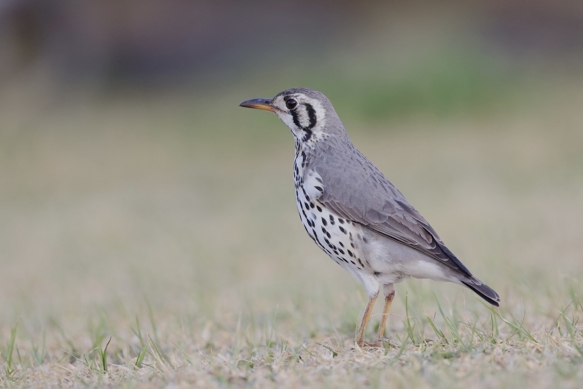 Groundscraper Thrush - ML623530475