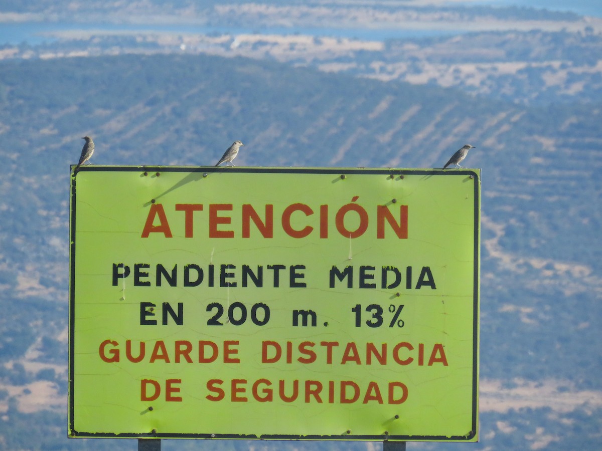 Rufous-tailed Rock-Thrush - ML623530476