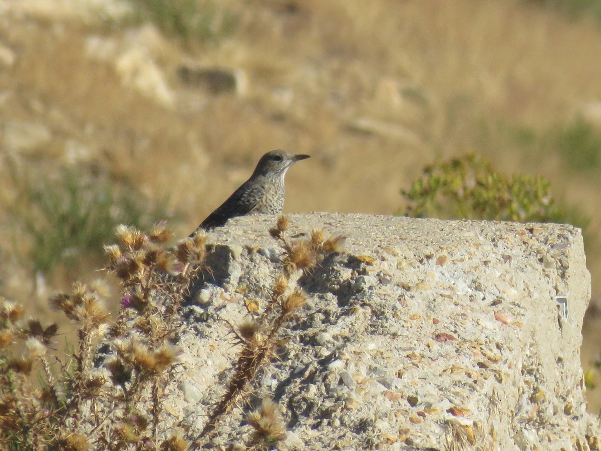 Rufous-tailed Rock-Thrush - ML623530477