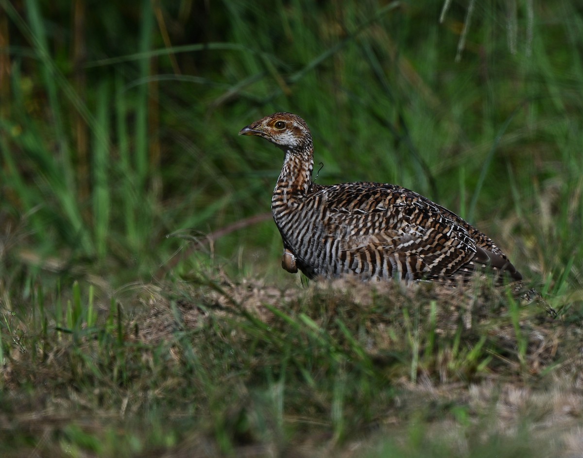 Greater Prairie-Chicken (Attwater's) - ML623530489