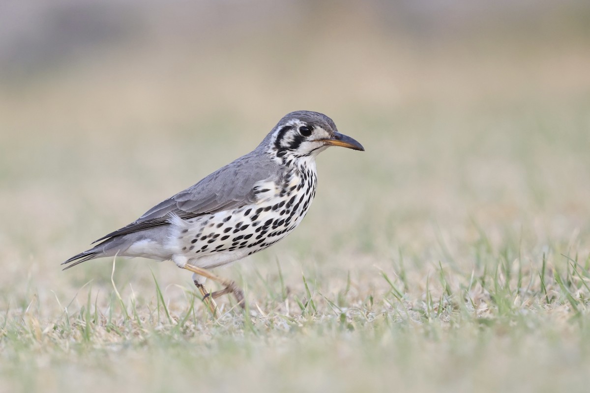 Groundscraper Thrush - ML623530494