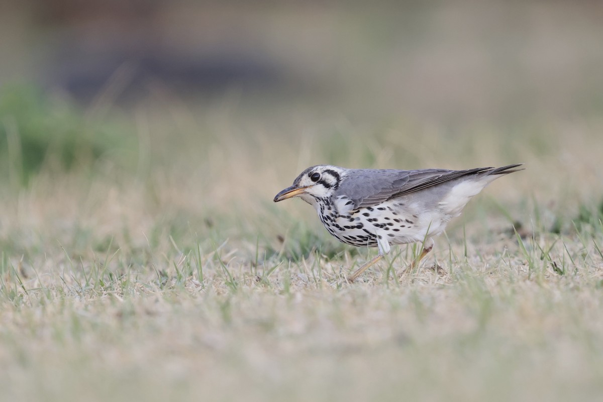 Groundscraper Thrush - ML623530513