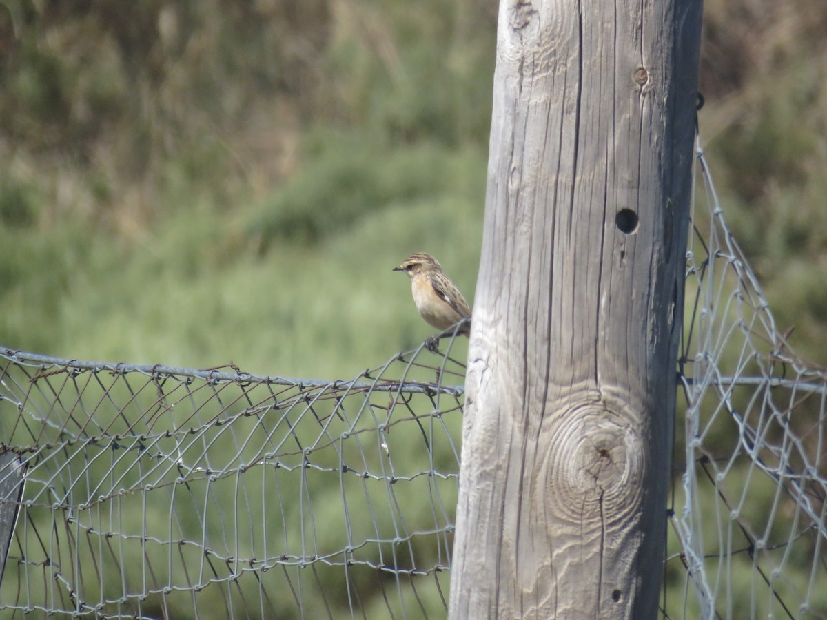 Whinchat - ML623530514