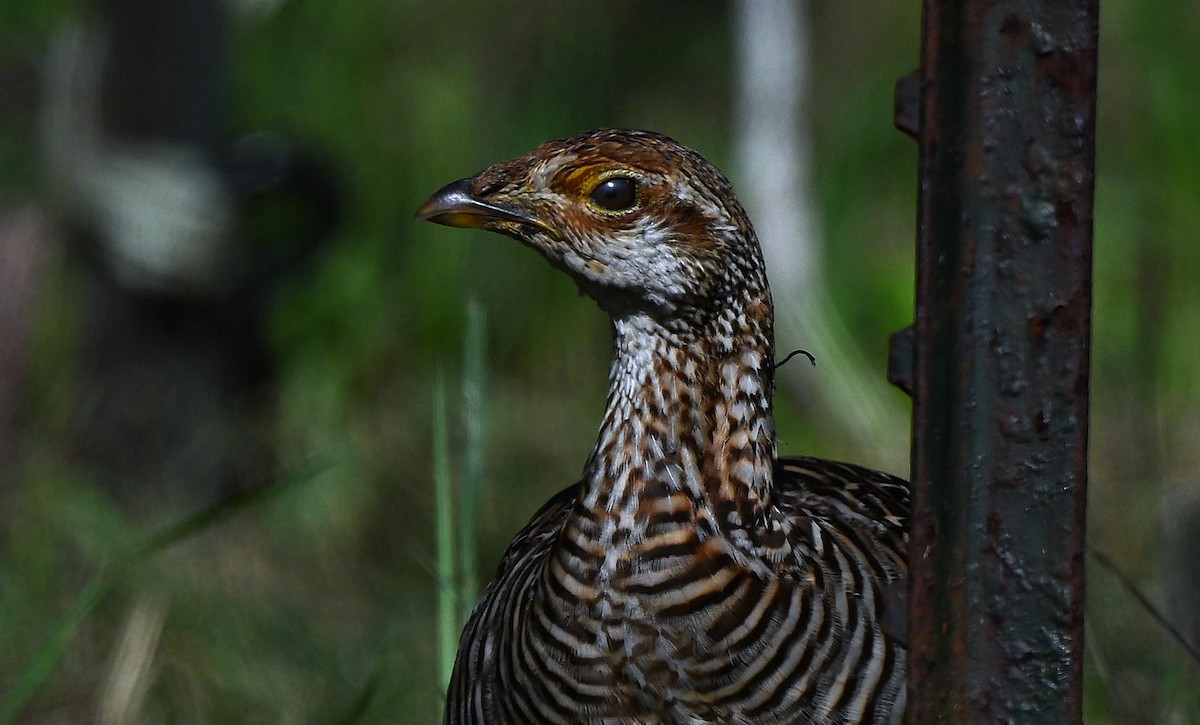 Greater Prairie-Chicken (Attwater's) - ML623530520