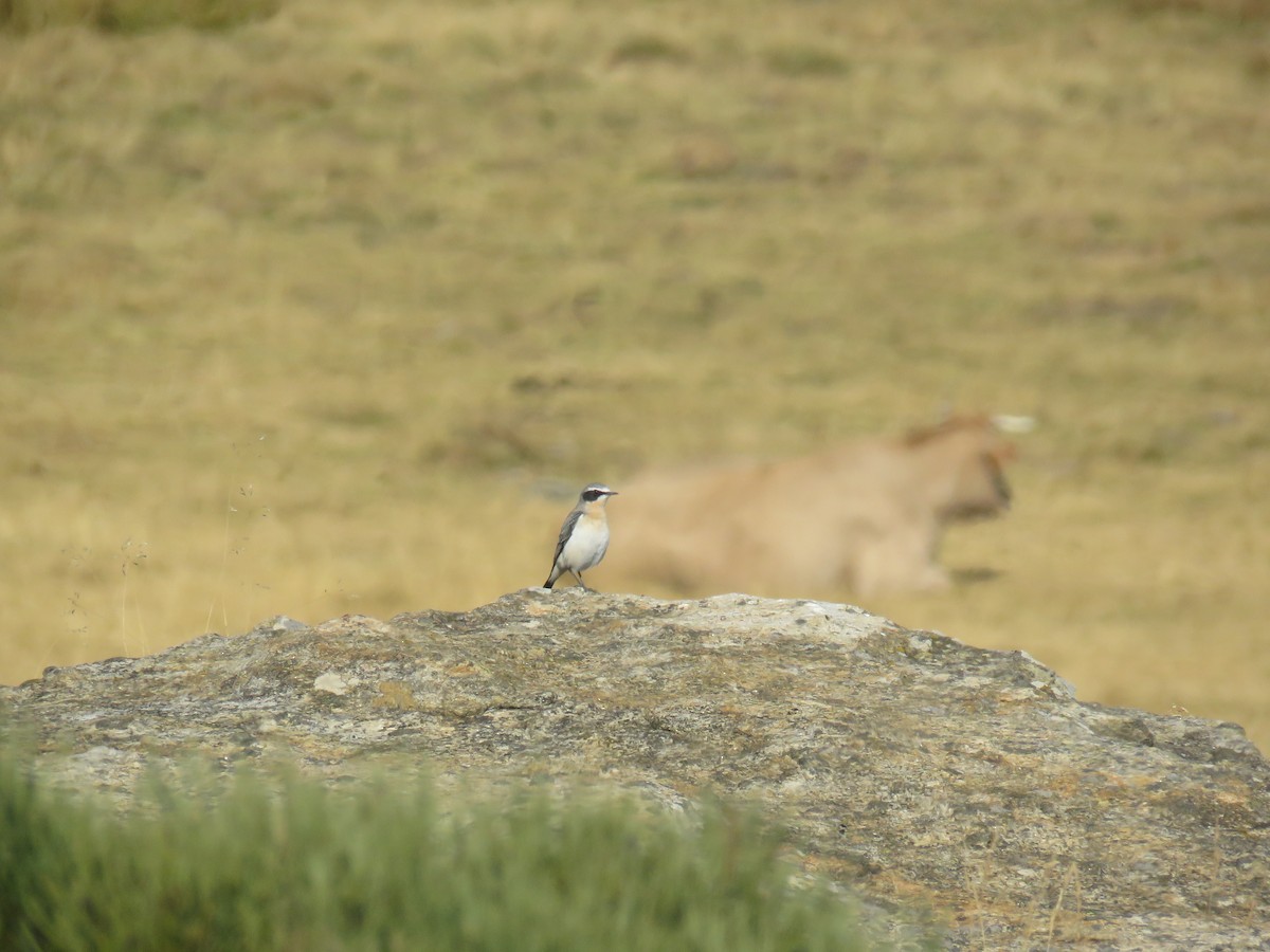 Northern Wheatear - Jose Antonio Garcia