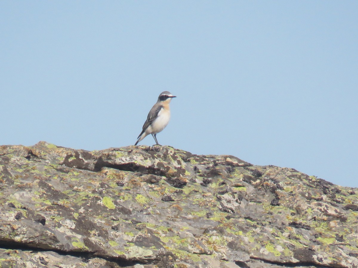 Northern Wheatear - ML623530574