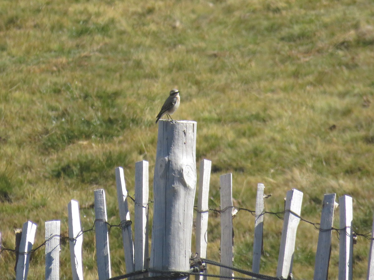 Northern Wheatear - ML623530575