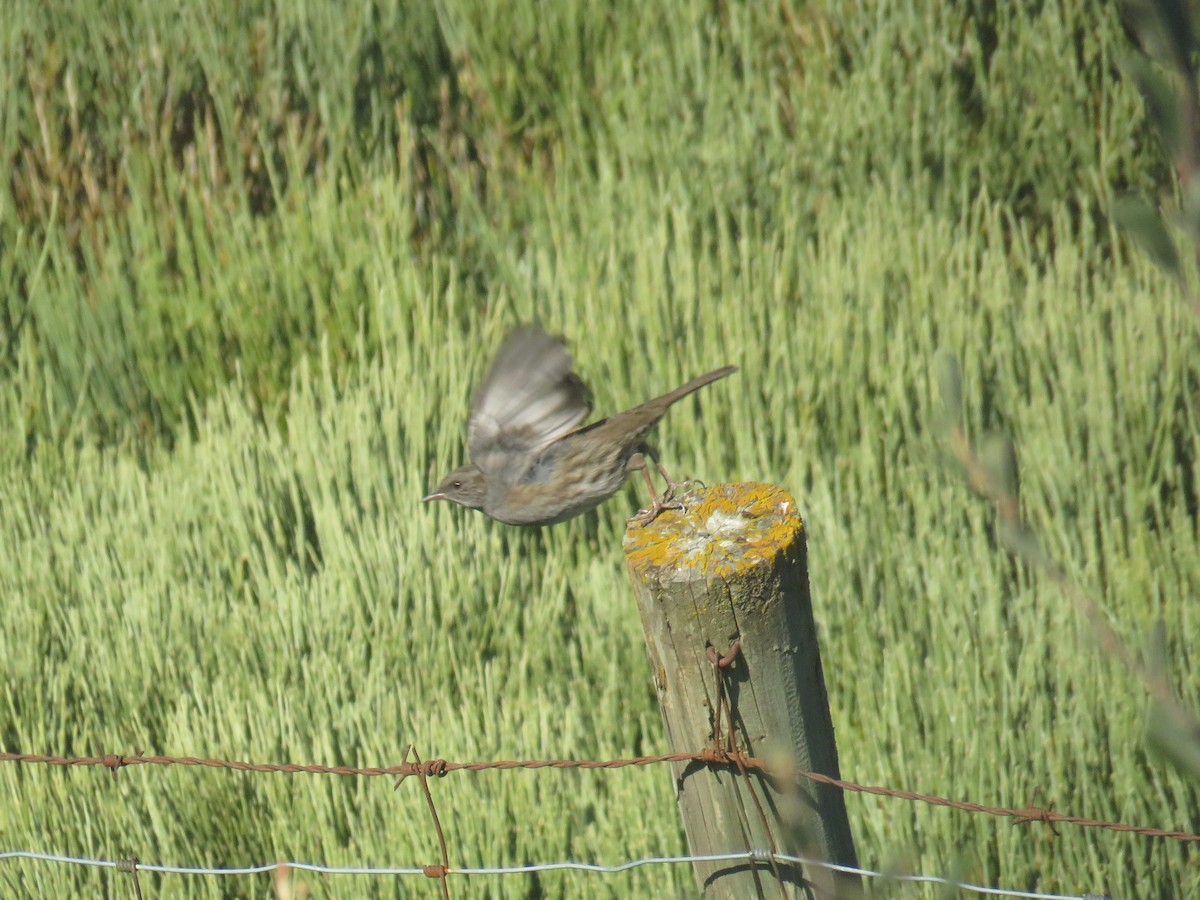 Dunnock - ML623530596