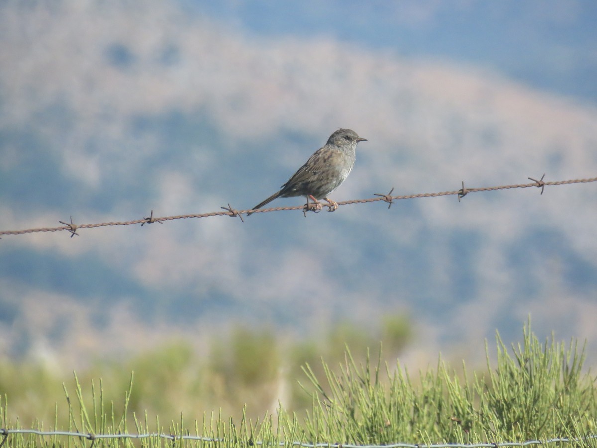 Dunnock - ML623530602